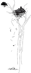 drawing of musical tree with crows on a branch and in a nest at the top
