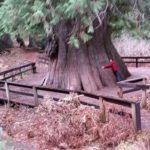 Sue with a great big cedar tree