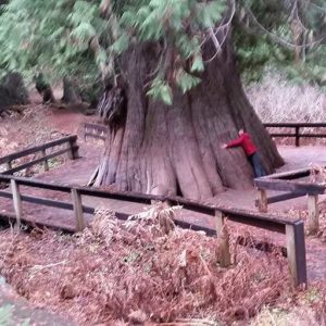 Sue with a great big cedar tree
