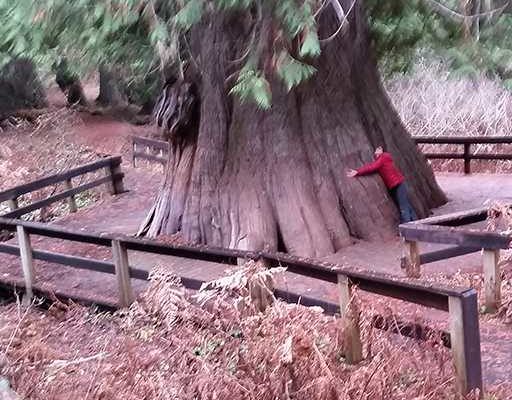 GreatBigLake-sue-big-cedar-tree-sq-02